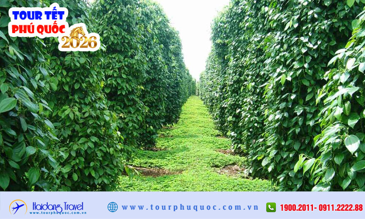 Tour Tết Phú Quốc 2026 